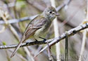 Empidonax oberholseri